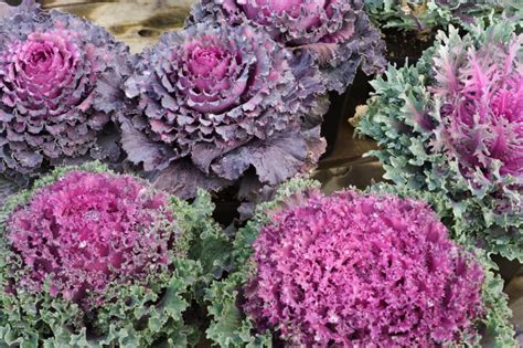 ornamental-kale | Premier Nursery