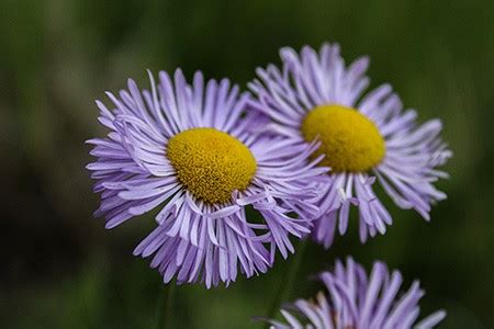 38 Types of Aster to Beautify Your Flower Beds - Worst Room