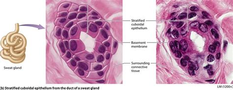 Module Epithelial Tissues Basement Membrane Sweat Gland Tissue