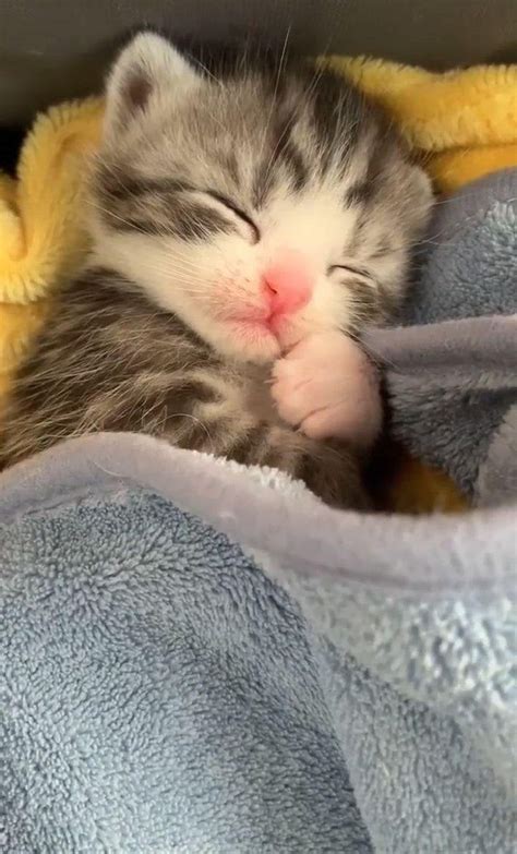 Cute kitten sleeping : r/Kitten