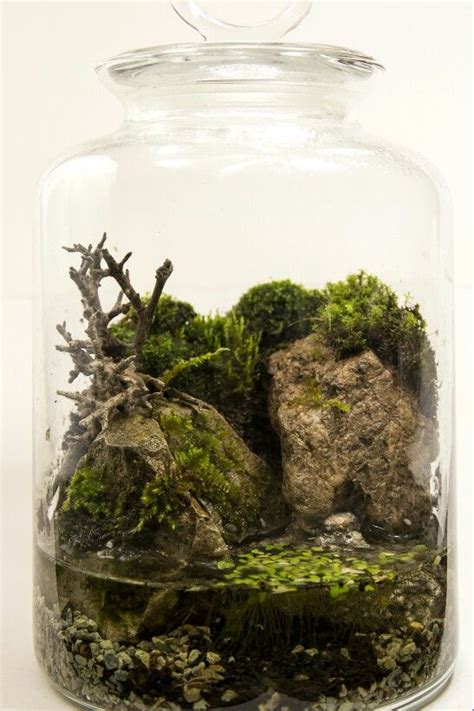 A Glass Jar Filled With Moss And Rocks