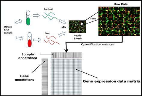 Formation Of Microarray Gene Expression Data Download Scientific Diagram