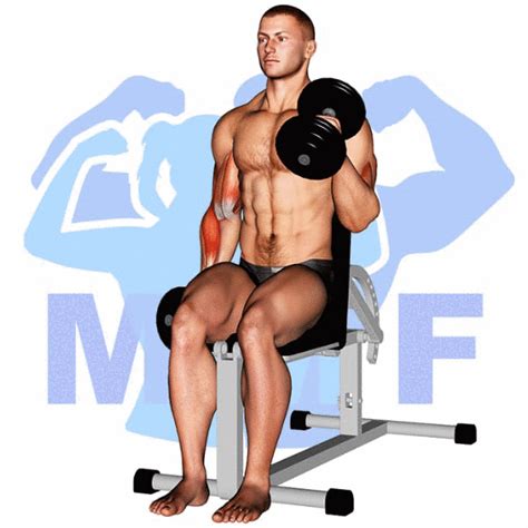 Seated Alternating Dumbbell Hammer Curl: For Building Bulging Biceps