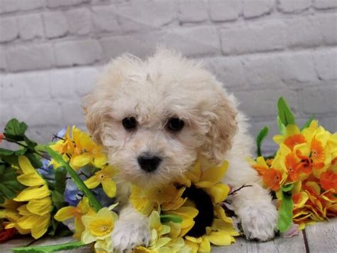 Maltipoo Puppies Petland Wichita Kansas