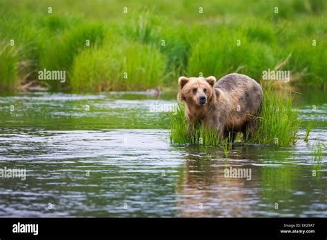 Brown Bear On Brooks River Katmai National Park Alaska Usa Stock