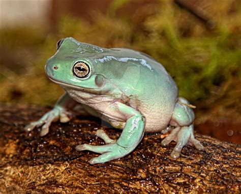 Whites Tree Frog By Bonzooo On Deviantart