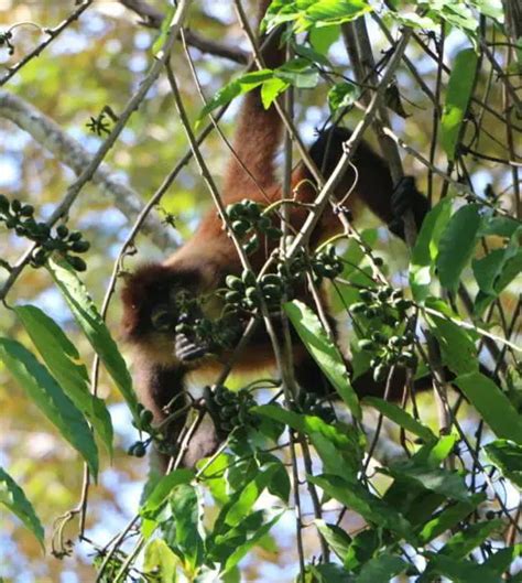 The astonishing Wildlife of Matapalo ⋆ The Costa Rica News