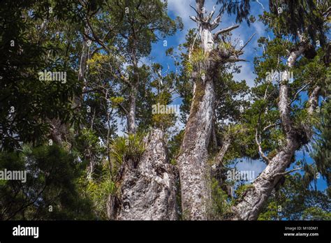 Tane Mahuta Oldest Tree In Waipoua Kauri Forest New Zealand Stock