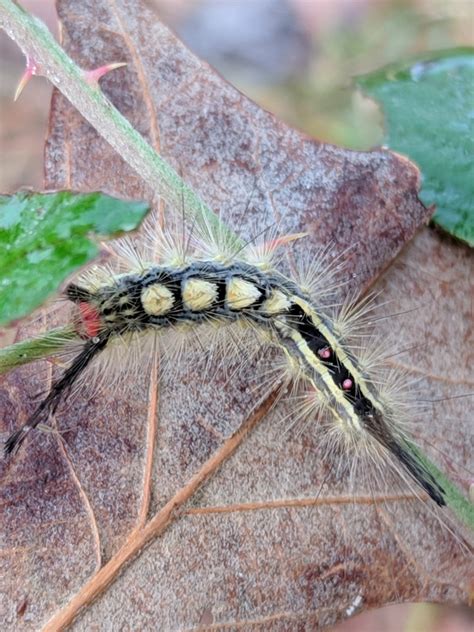 Tell Me About Tussock Moth Caterpillars Thompson Earth Systems Institute