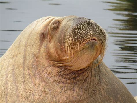 Walrus Has the Most Beautiful Moment with His Caretaker While Celebrating His 7th Birthday ...