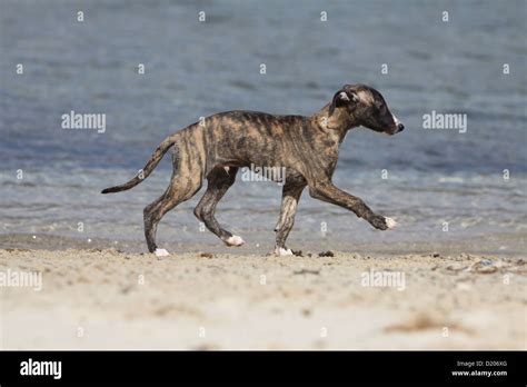 Dog Whippet (English Greyhound Miniature) puppy running on the beach ...