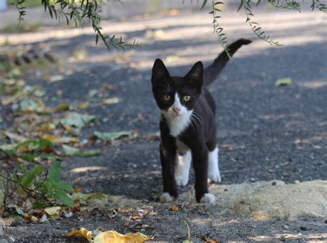 How To Introduce A Stray Cat To Your Dog