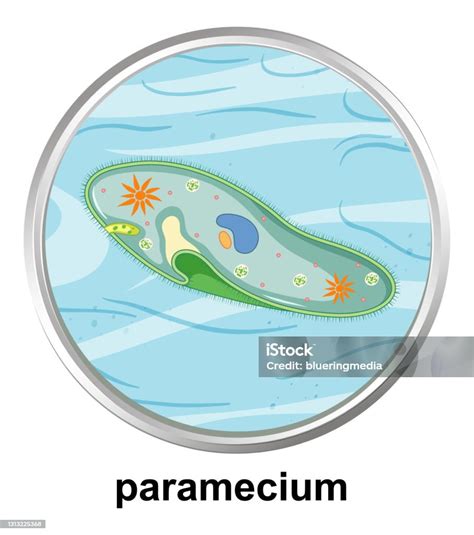 Vetores De Estrutura De Anatomia Do Paramecium Em Fundo Branco E Mais Imagens De Protozoário