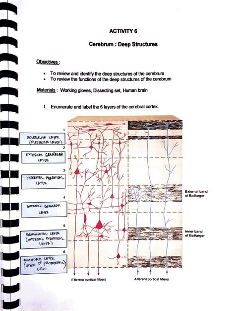 Solution Cerebrum Worksheet Studypool