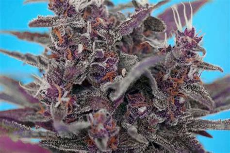 22 Best PURPLE Cannabis Strains to Grow from Seed | Mold Resistant Strains