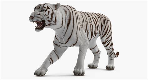 White tiger roar model - TurboSquid 1271734