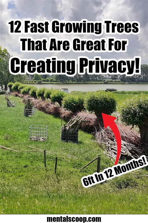 12-Fast-Growing-Trees-That-Are-Great-For-Creating-Privacy - Mental Scoop