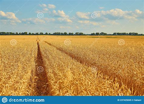 Campo De Trigo Amarillo Y Cielo Azul Oscuro Imagen De Archivo Imagen