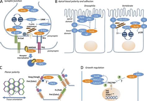 Models For The Roles Of Scribble In Organizing Molecular Interactomes