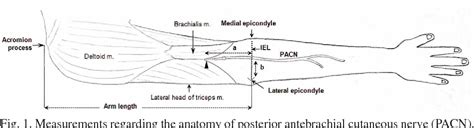 Posterior cutaneous nerve of forearm | Semantic Scholar