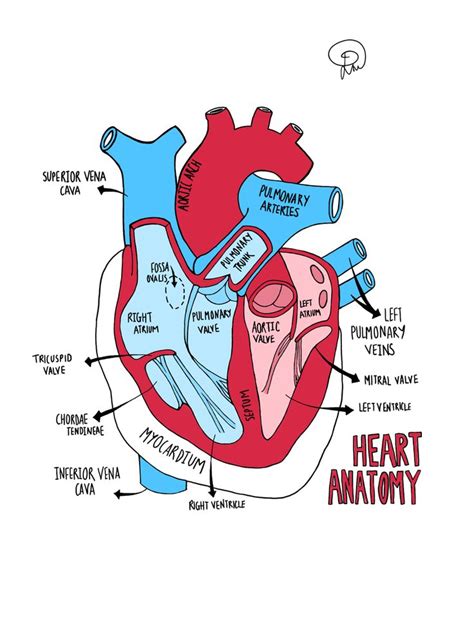 Heart Anatomy Diagram with Labeled Parts