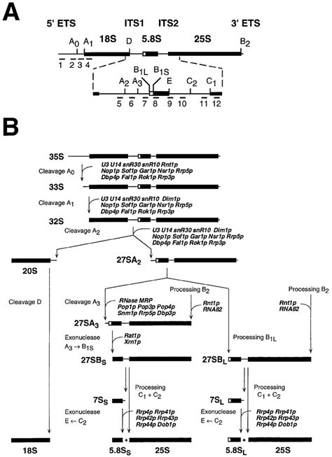 Scheme Of 35s Pre Rrna Processing In Scerevisiae A Structure And