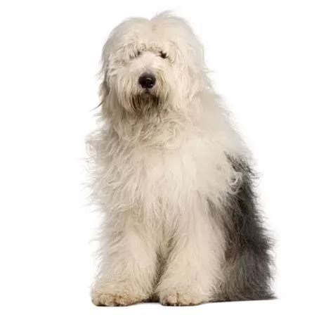 Old English sheepdog shedding (OES Shedding Guide)