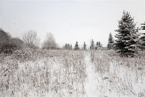 trees in the winter - the trees covered with snow, growing in a winter ...