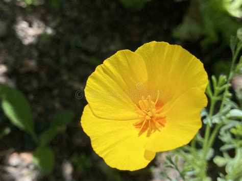 California Amapola Escherbeczia Californica Golden Amapola California