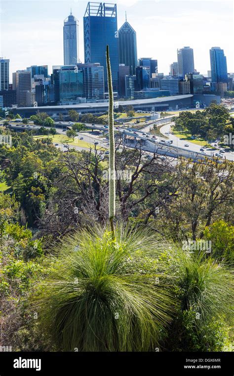 Black Boy Plant Flowering at Kings Park, Perth, Western Australia Stock ...