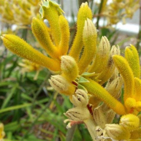 Anigozanthos Flavidus Pata De Canguru Rosa Amarela Laranja Kangaroo