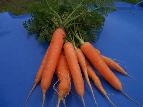 Carrot Daucus Carota Var Sativus Fuerte In The Carrots Database