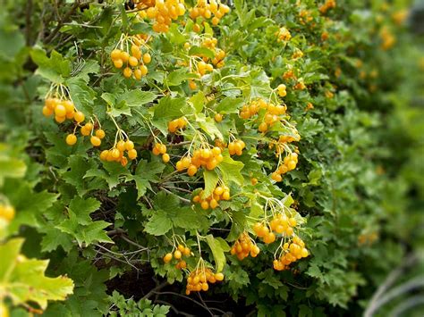 Bessenstruiken Voor De Herfst 7 Herfstjuweeltjes Gardeners World Artofit