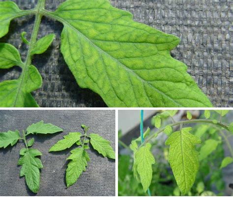 Diseases and Abiotic Problems of Greenhouse Tomatoes | Mississippi ...