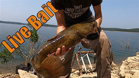 Lake Fishing For Flathead Catfish Live Catfish Bait YouTube