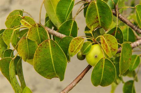 The Manchineel Is a Scary Tropical Tree That Can Kill You