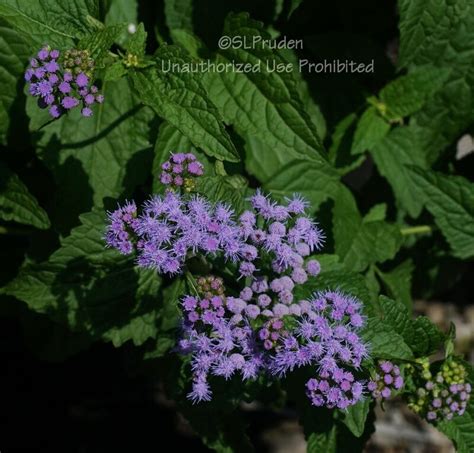 PlantFiles Pictures Conoclinium Species Blue Mistflower Hardy