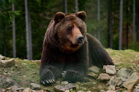 Venous thrombosis: bear hibernation could help cure it - Ace Mind