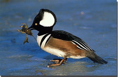 Hooded Merganser