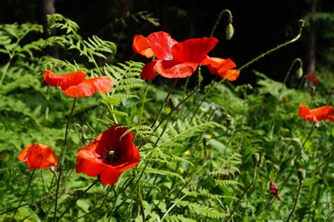 Kostenlose foto Natur blühen Wiese Blume Blütenblatt rot