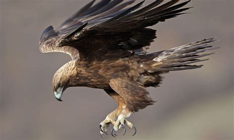 Орел Звезда Фото – Telegraph