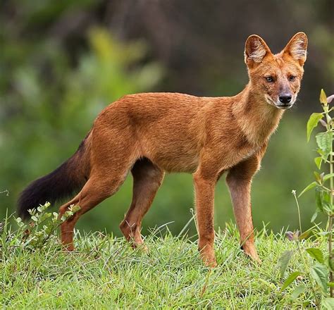 A Small Brown Dog Standing On Top Of A Lush Green Field With Trees In