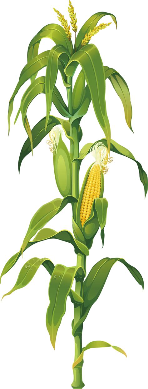 Corn Painting Corn Drawing Corn Plant