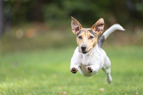 Genes contribute to dog breeds’ iconic traits | UW News