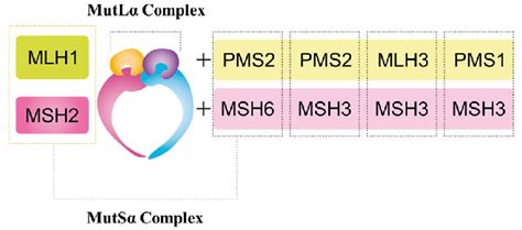 MMR protein human MutLα MutSα complex MLH1 MutL homolog 1 MSH2 MutS