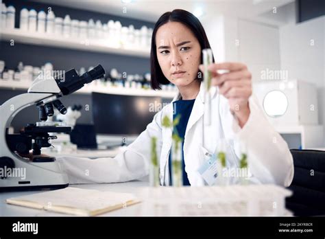 Scientist Woman Test Tube And Lab For Plants In Agriculture Food