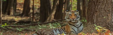 The Best Of Central India Wildlife Tour Tiger Sighting Holidays Mp Tourism