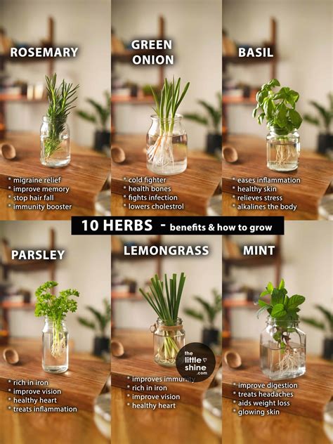 10 Herbs with Health and Beauty Benefits - The Little Shine