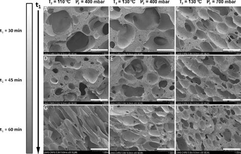 Sem Characterization Of The Cross Sectional Regions In The Pdms Porous