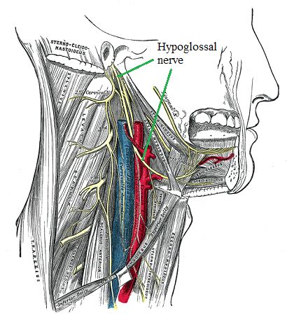 Hypoglossal Nerve Functions Test Damage Video Lesson